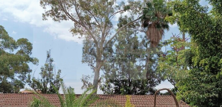 Earthquake Left Leaning Trees and Cracks in Ajijic