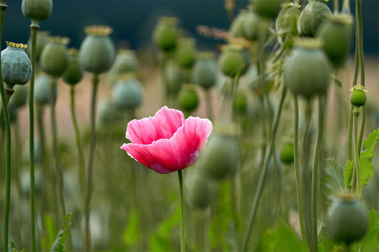 Illegal Opium Poppy Cultivation in Mexico Rising Again