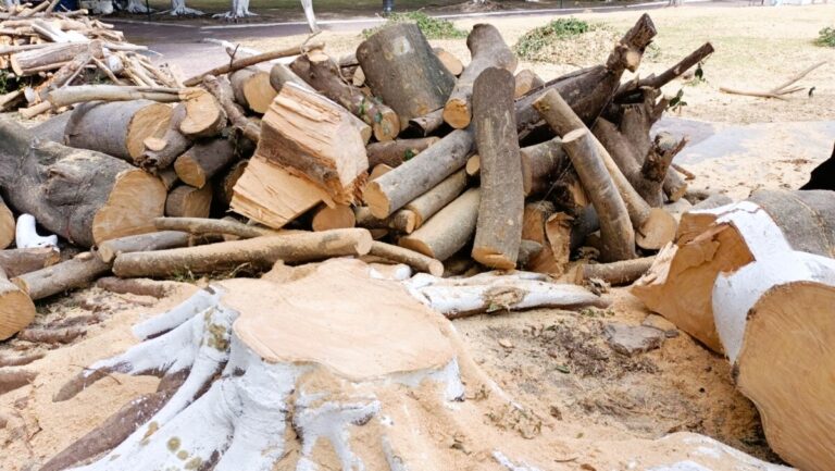 12 Trees Cut in Cristiania Park Without Authorization