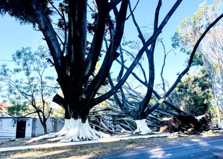 Local First Storm Wreaks Havoc with Overgrown Trees