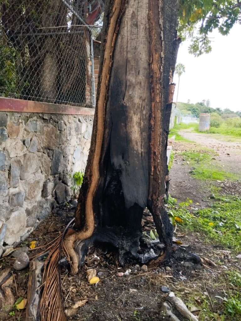 Tree Set on Fire Near Ajijic Beach