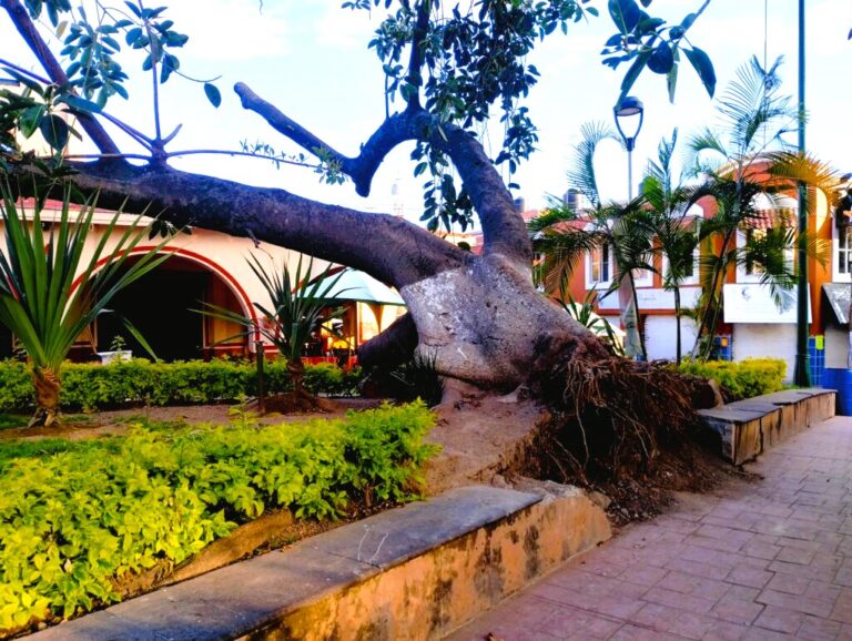 Restoration Plans Underway for Chapala’s Fallen Tree