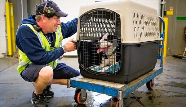 How-do-dogs-get-shipped-on-planes-Whole-Process-Explained-1