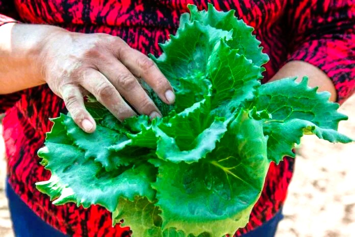813782_Produccion-de-lechuga_impreso-696x464