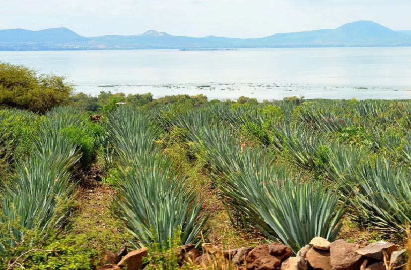 AGAVE_LAGO-DE-CHAPALA